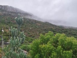 Leucadendron argenteum tree in the veld